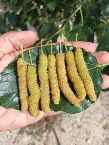 Mulberry pakistan - “mulberry”,