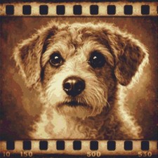 Jack-A-Poo Puppy Dog Echoes on