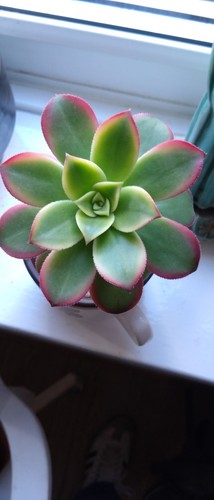 Aeonium kiwi potted rooted - potted, &