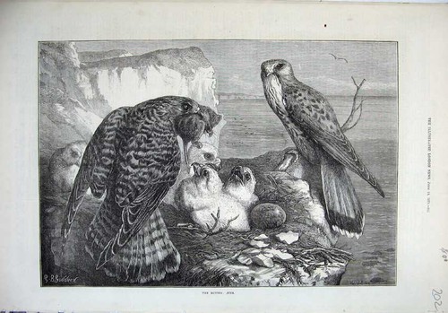 Old antique print 1871 - old, birds