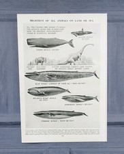 Vintage 1940s Giant Land And Sea Mammals Whales Dinosaur Book Art Print Picture 