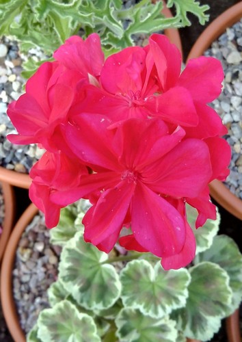 Pelargonium wilhelm - pelargonium, x