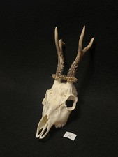 Roe deer horns. Antlers