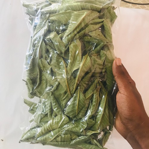 Premium dried guava leaves - premium,