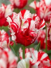 Tulip estella rijnveld 6 - estella,