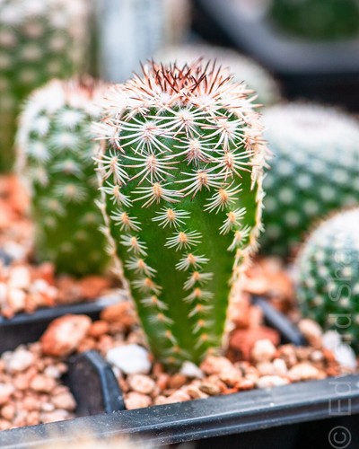 Echinocereus adustus