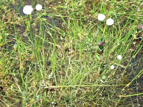 Flattened pipewort seeds - flattened,