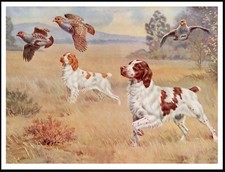 BRITTANY SPANIEL DOGS AT WORK
