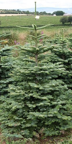 Abies nobilis noble fir - nobilis, /