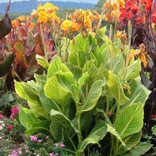 Canna Lily-Canna 'Tropicanna