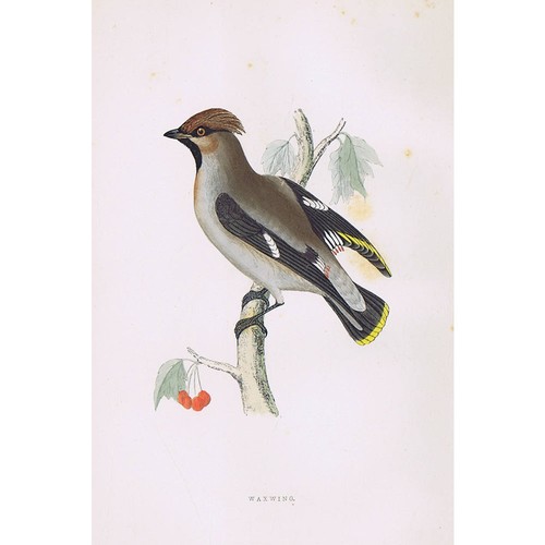 Birds waxwing hand - waxwing, coloured