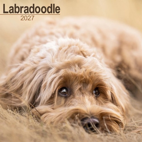 Labradoodle calendar 2027 - labradoodle,
