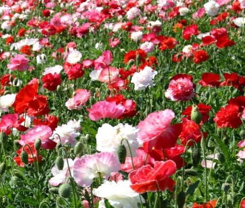 English poppy papaver - poppy,