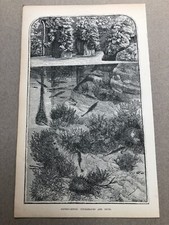 1866 original print - fifteen - spined sticklebacks and nests