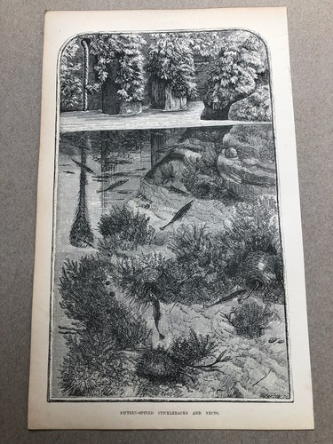 1866 original print fifteen - 1866,