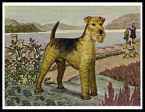 Lakeland terrier lovely dog - lovely,