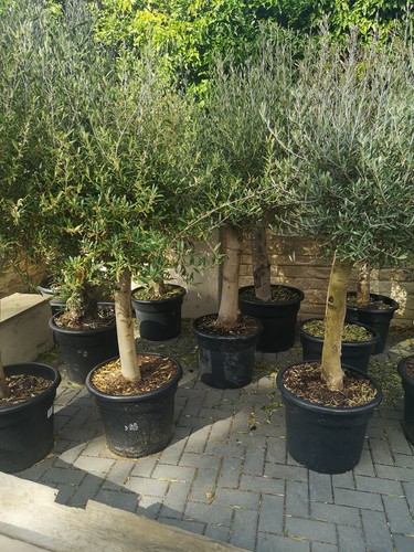 Olive tree feet - olive, pot