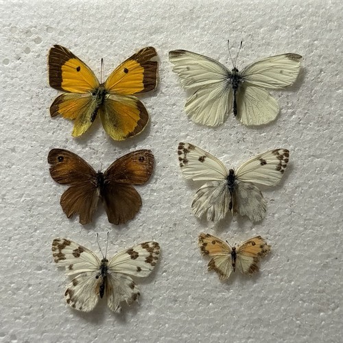 Entomology butterfly specimen - butterfly,