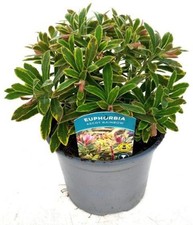 x1 Euphorbia Ascot Rainbow
