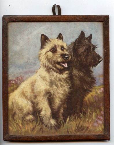 Cairn terrier dog - terrier,