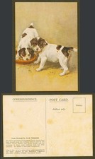 Smooth Fox Terrier, Dog Puppy