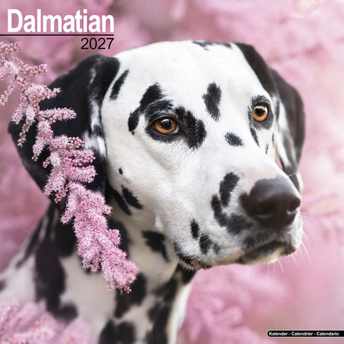 Dalmatian 2027 calendar dog - dalmatian,