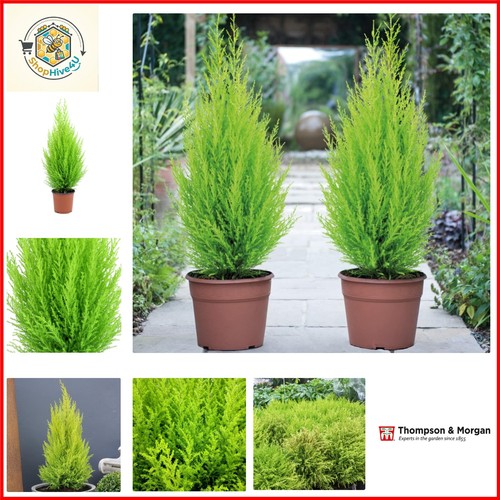 Italian cypress wilma conifer - italian,