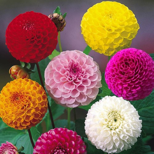 120 seeds dahlia - , pompon