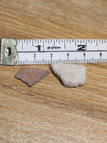 Raptor saltasaurus egg shell - saltasaurus,