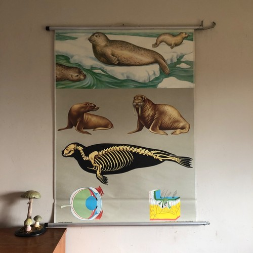 Vintage seals school chart - vintage,