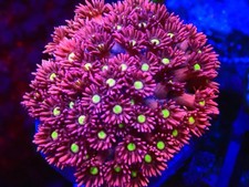 SHA Pixie Dream Goniopora FRAG