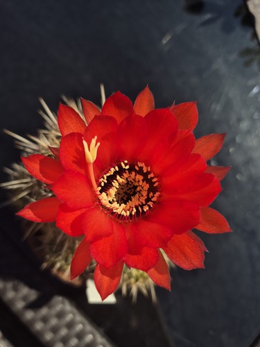 Helianthocereus crassicaulis - helianthocereus,
