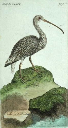 Numenius courlis engraving - or,