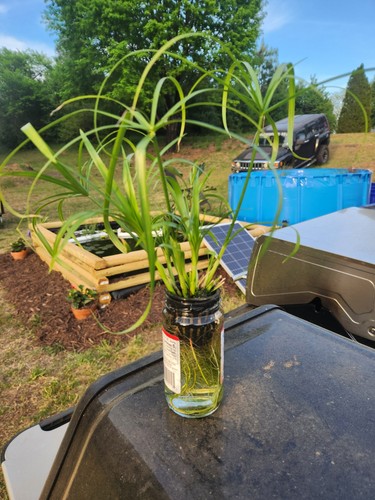 Dwarf umbrella palm - umbrella, (cyperus)