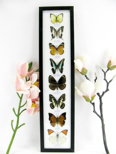 Beautiful butterfly - 8,
