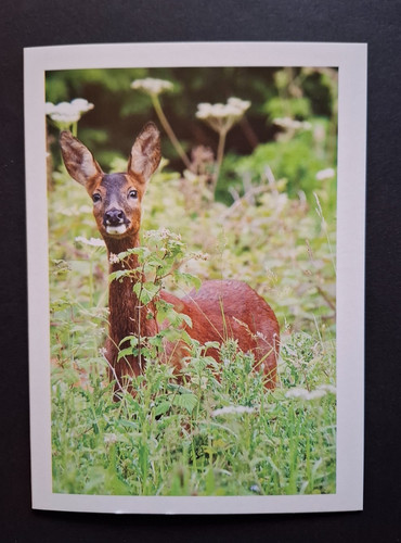 Deer card blank inside wild - blank,