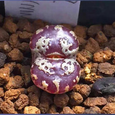 10x Conophytum Pellucidum