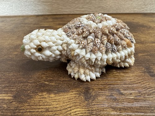Vintage seashell turtle - vintage,