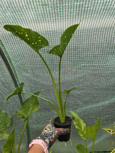 Zantedeschia hercules calla - zantedeschia, hercules/calla