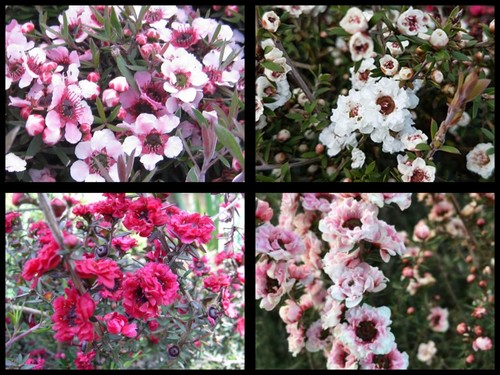 Mixed leptospermum s - leptospermum's,