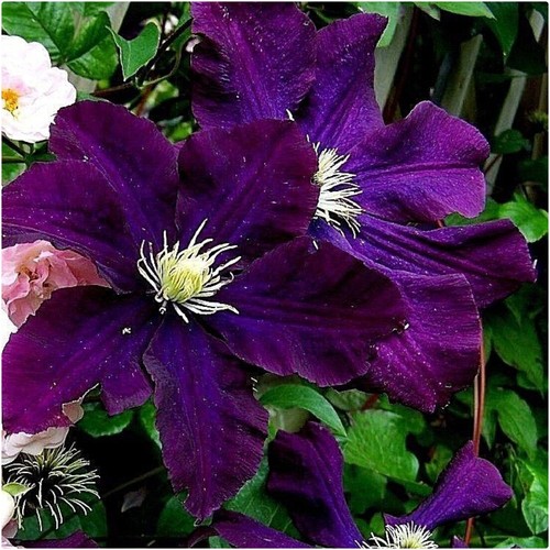 Clematis hybrid warsaw nike - clematis, nike'
