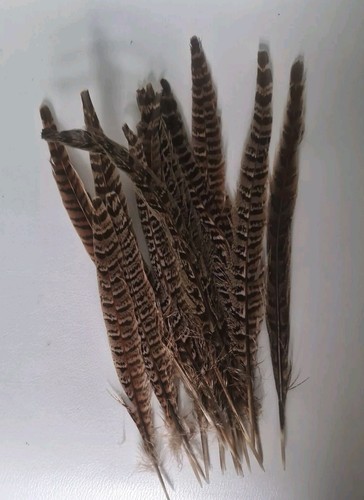 Natural pheasant tails - pheasant,