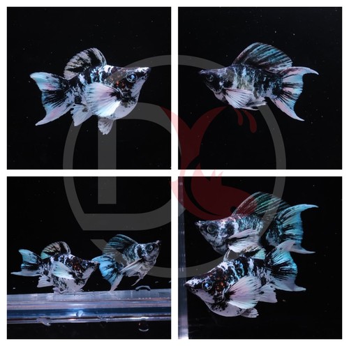 2pair molly zebra - 2pair,