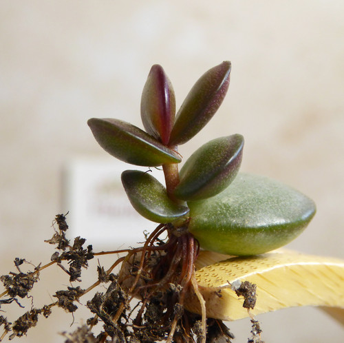 Adromischus subdistichus - adromischus,