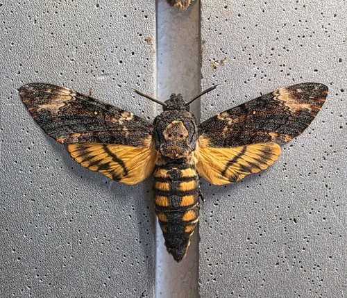 Acherontia atropos death head - acherontia,