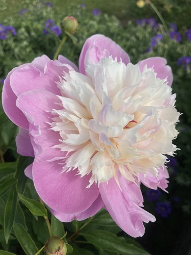 Pink peony lady - peony, liberty'