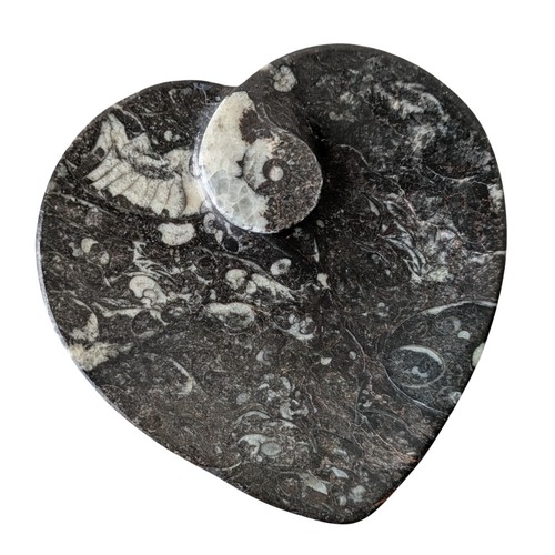 Polished orthoceras fossil - polished,