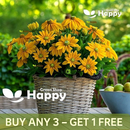 Rudbeckia green eyes 450 - green,