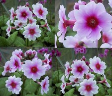 4 X plants of Primula japonica