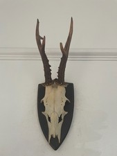 Pointy Antlers of a  Roe Deer